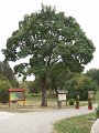 Bodvaszilas_2011_09_23 050